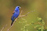 Blue Grosbeakborder=